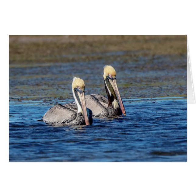 Pair of Pelicans Hälsningskort (Framsidan Horizontal)