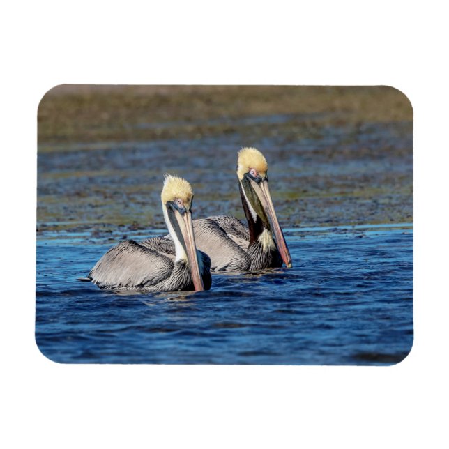 Pair of Pelicans Magnet (Horisontell)