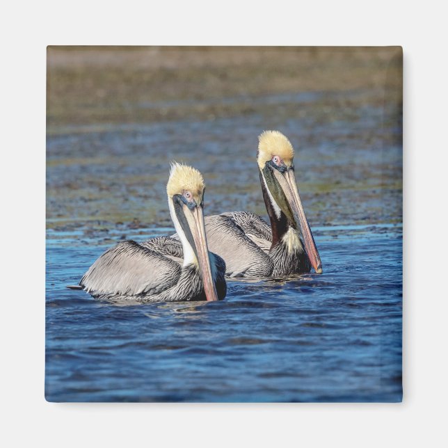 Pair of Pelicans Magnet (Framsidan)
