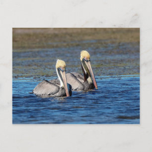 Pair of Pelicans Vykort