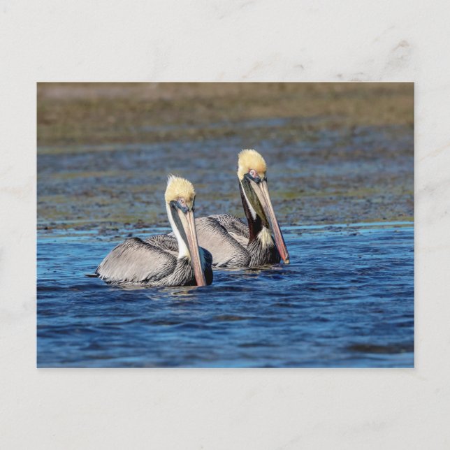 Pair of Pelicans Vykort (Framsida)