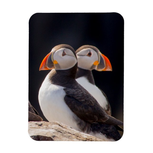 Pair of Puffins Magnet (Vertikal)