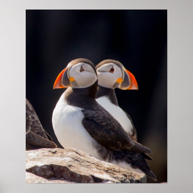 Pair of Puffins Poster (Framsidan)