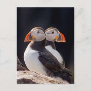 Pair of Puffins Vykort