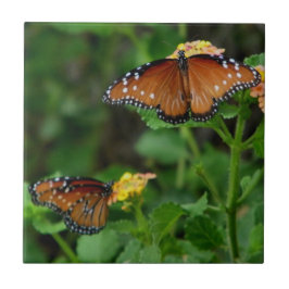 Pair of Queen Butterflies Kakelplatta
