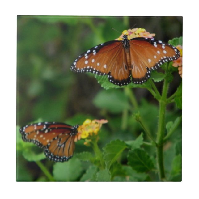 Pair of Queen Butterflies Kakelplatta (Framsidan)