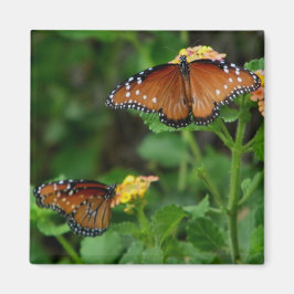 Pair of Queen Butterflies magnet