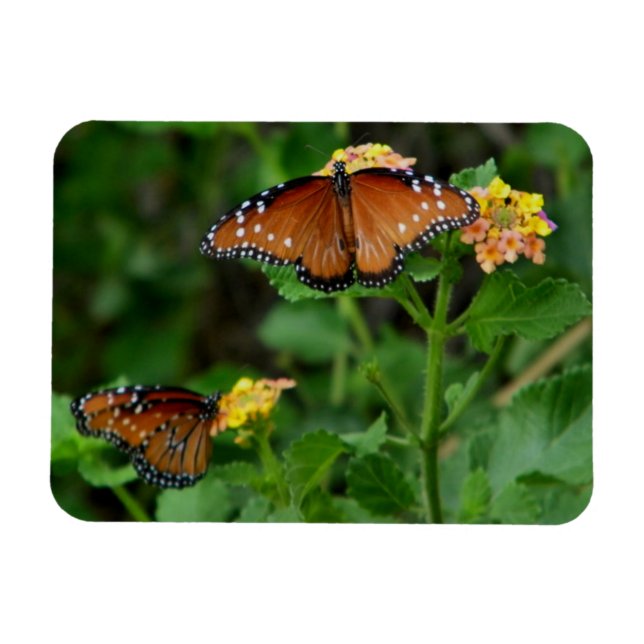 Pair of Queen Butterflies Magnet (Horisontell)