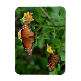Pair of Queen Butterflies Magnet