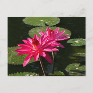 Pair of Rosa Vatten Lilies vycard #4Nw 0440 Vykort