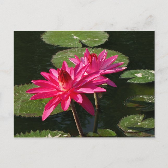 Pair of Rosa Vatten Lilies vycard #4Nw 0440 Vykort (Framsida)