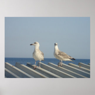 Pair of Seagulls Poster