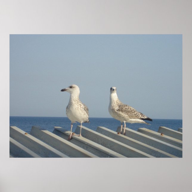 Pair of Seagulls Poster (Framsidan)