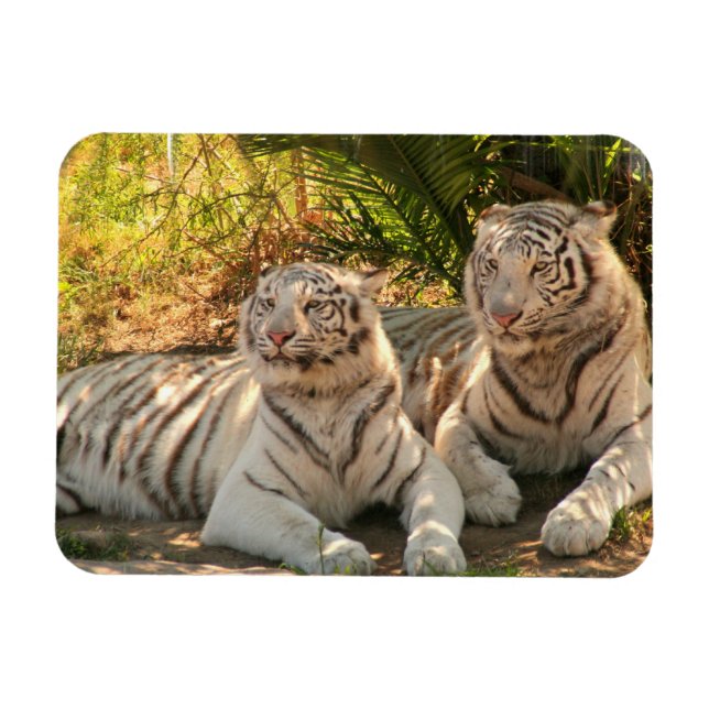Pair of White Tigers Flexible Magnet (Horisontell)