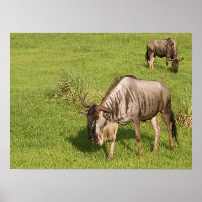 Pair of Wildebeests Poster (Framsidan)