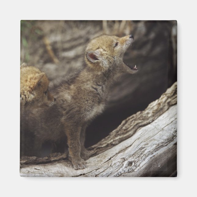 Pair of Young Coyote Valps Howling Magnet (Framsidan)