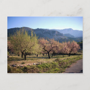 Paisaje campestre con árboles, Alicante, España Vykort