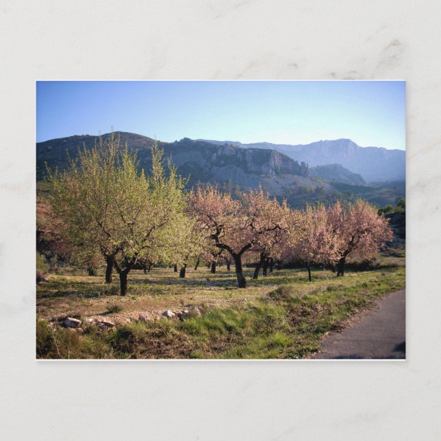 Paisaje campestre con árboles, Alicante, España Vykort (Framsida)