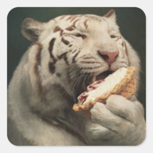 Pajälskande vit tiger – rolig dekal fyrkantigt klistermärke