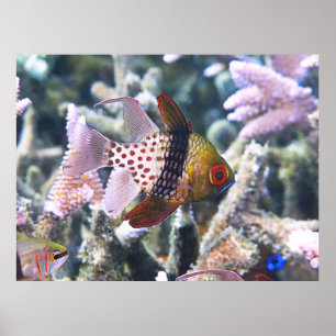 Pajama Kardinalfish Poster
