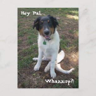 Pal, Whazzup! Vykort