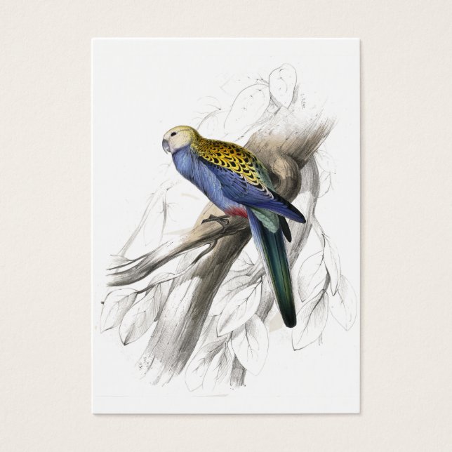 Palehead Parrakeet av Edward Lear Visitkort (Framsidan)