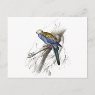 Palehead Parrakeet av Edward Lear Vykort