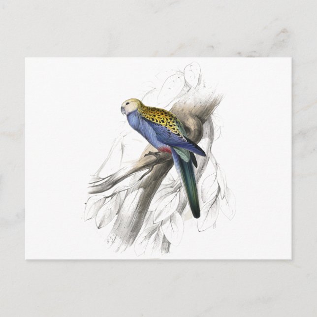 Palehead Parrakeet av Edward Lear Vykort (Framsida)
