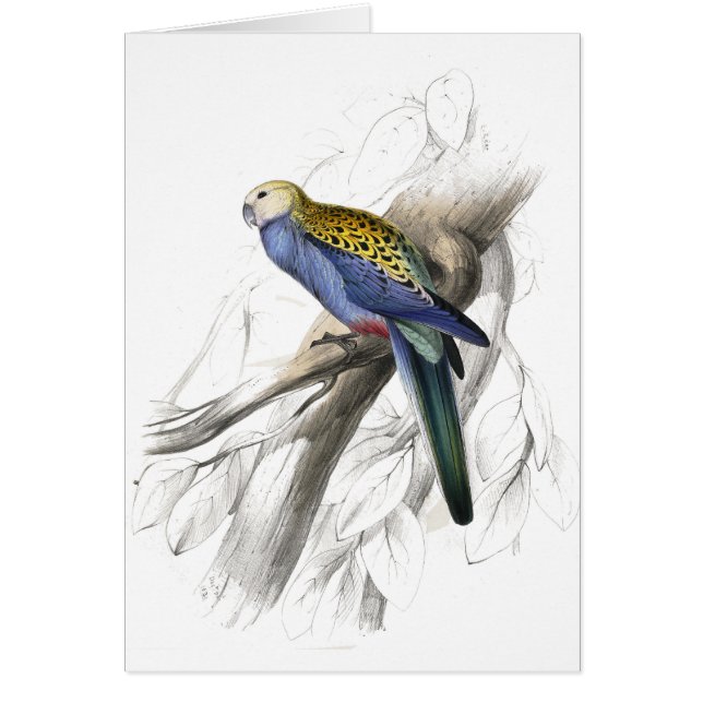 Paleheaded Parrakeet av Edward Lear Hälsningskort (Framsidan)