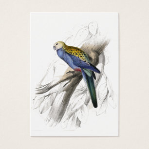 Paleheaded Parrakeet av Edward Lear Visitkort