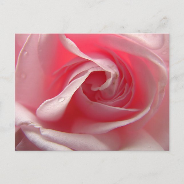 Palest Rosa Vykort (Framsida)