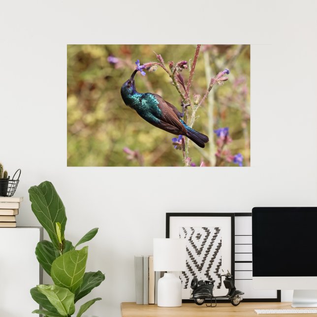 Palestina Sunbird, National Bird Wildlife Poster (Hemmakontoret)