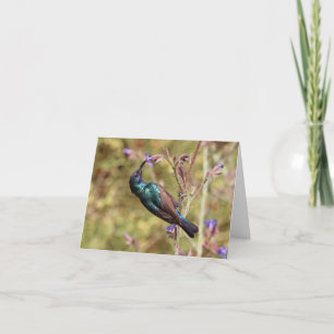Palestine Sunbird, Nationell Fågel Vilda Djur Affi Kort