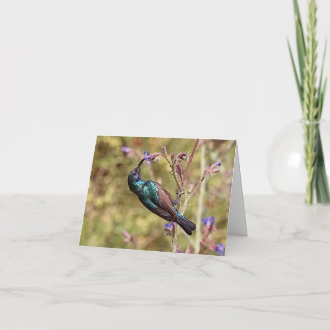 Palestine Sunbird, Nationell Fågel Vilda Djur Affi Kort (Framsida)
