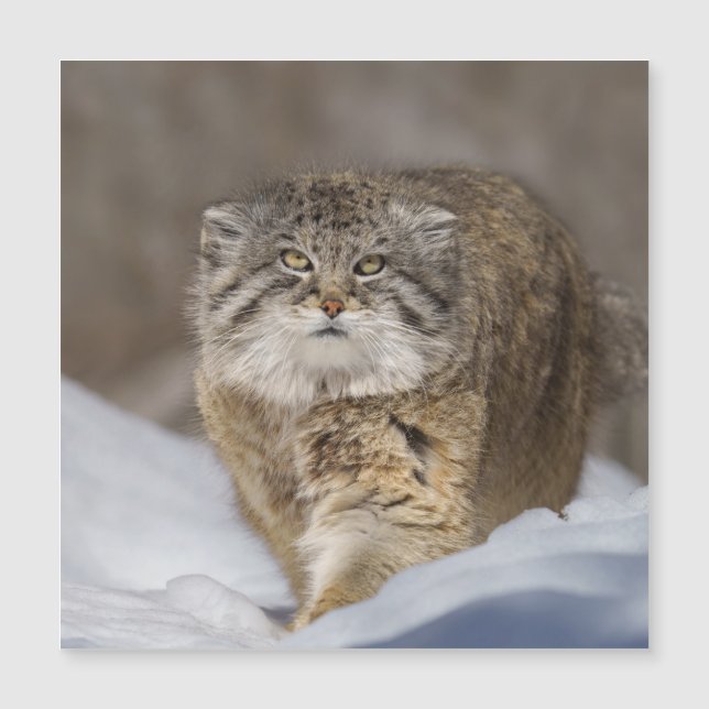Pallas Cat i snö (Framsida)