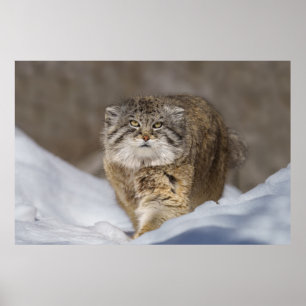 Pallas Cat i snö Poster