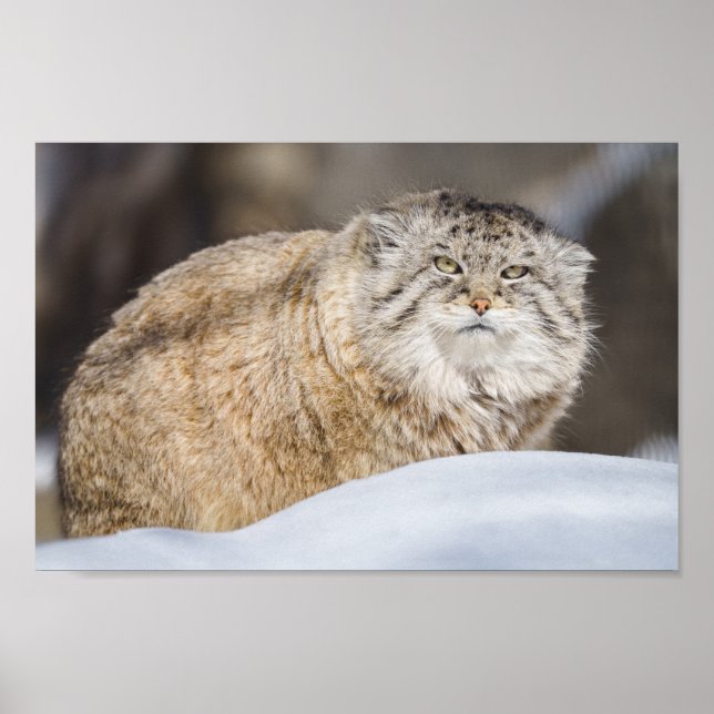 Pallas Cat i Snö Poster (Framsidan)