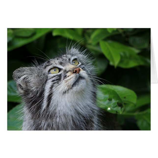 Pallas katt hälsningskort (Framsidan Horizontal)