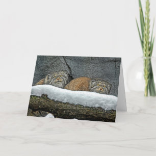 Pallas Katt Snö Högtid Gratulationskort Helgkort