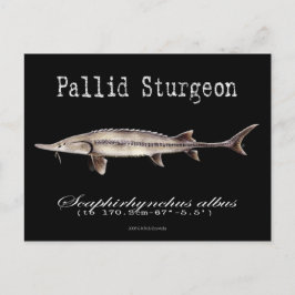 Pallid Sturgeon-Black-Postcard Vykort