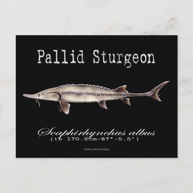 Pallid Sturgeon-Black-Postcard Vykort (Framsida)