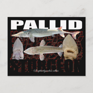 Pallid Sturgeon-Collage-Postcard Vykort