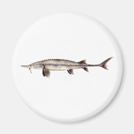 Pallid Sturgeon - Scaphirhynchus albus Magnet