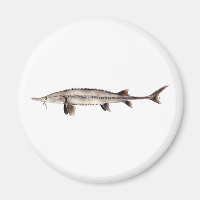 Pallid Sturgeon - Scaphirhynchus albus Magnet (Framsidan)