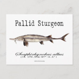 Pallid-White-vycard Vykort