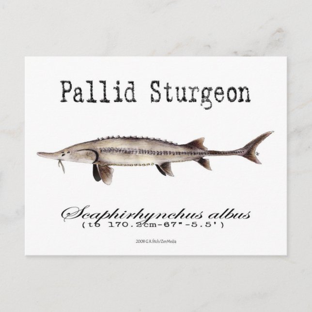 Pallid-White-vycard Vykort (Framsida)