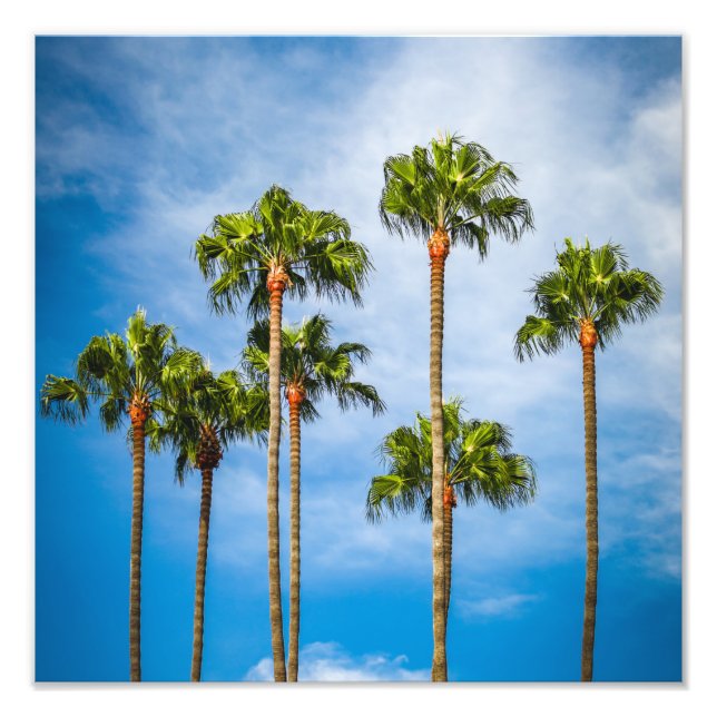 Palm Trees in San Diego, California Fototryck (Framsidan)