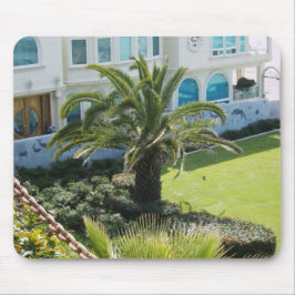 Palm vid Oceanside CA Musmatta