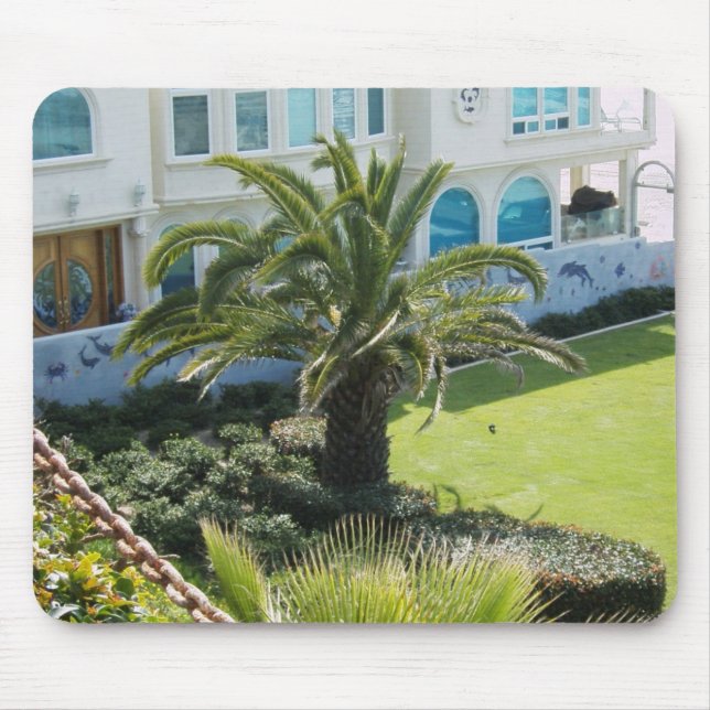 Palm vid Oceanside CA Musmatta (Framsidan)