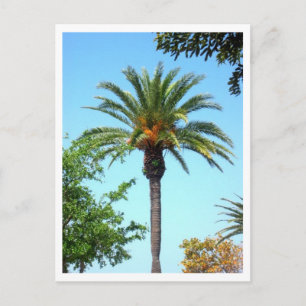 Palm Vykort
